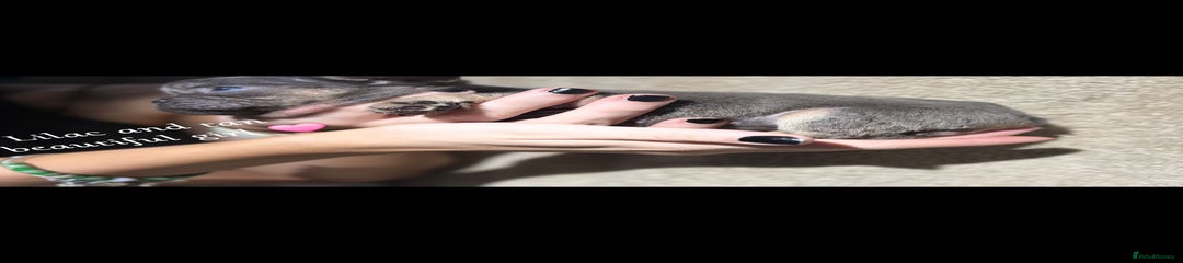 French Bulldog Puppy 3