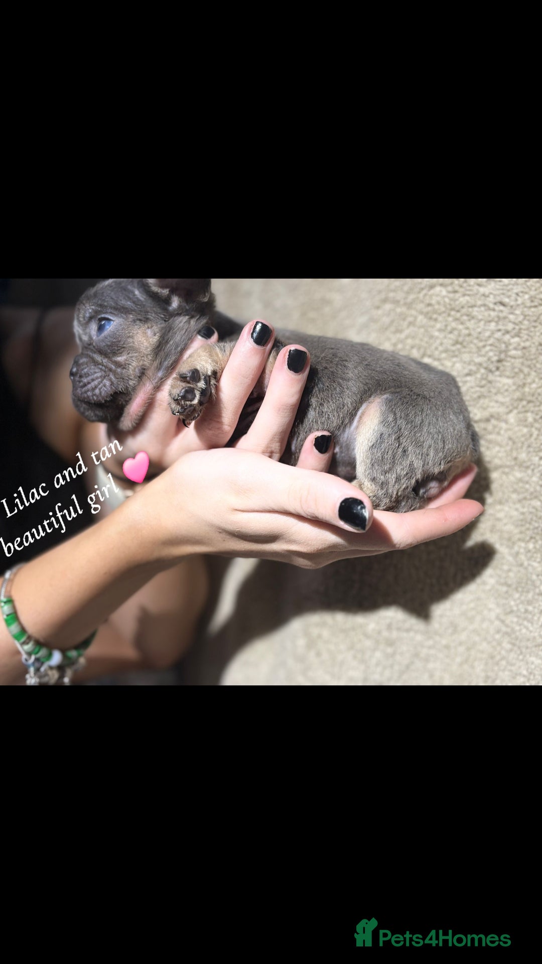 French Bulldog dogs for sale: Beautiful French bulldog puppies  - Image 3