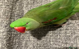 Parakeets birds for sale: Alexandrine parakeet - Image 4