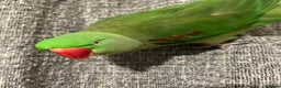 Parakeets birds for sale: Alexandrine parakeet - Advert 4