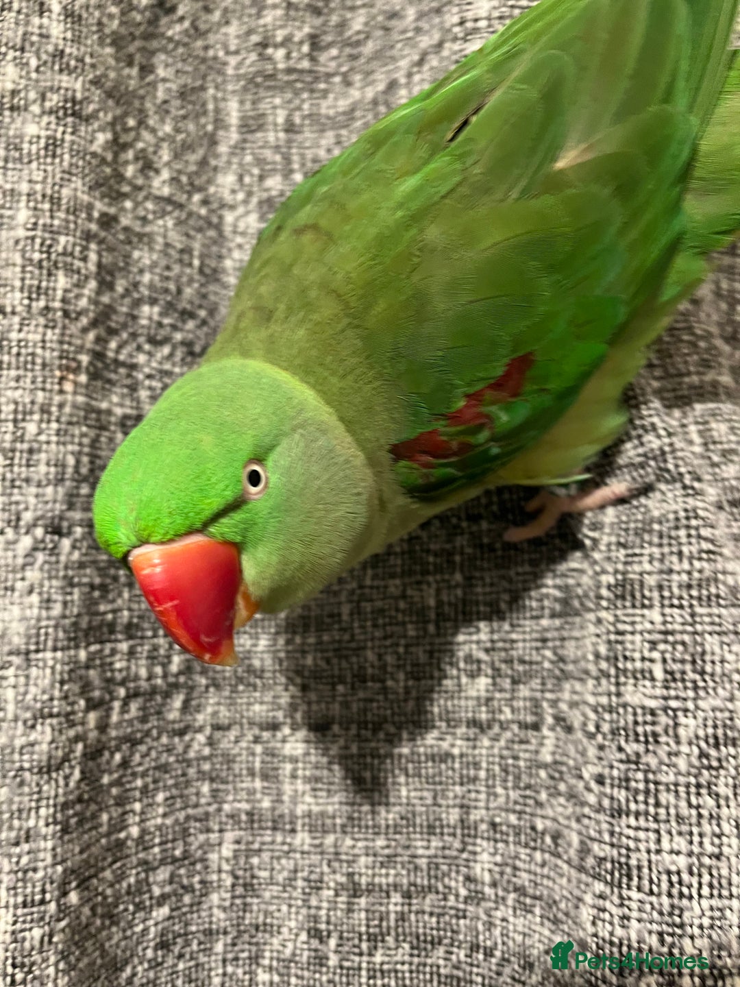 Parakeets birds for sale: Alexandrine parakeet - Image 4