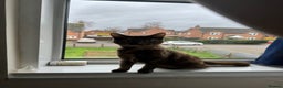 Mixed Breed cats for sale: Female tortoiseshell  - Advert 2