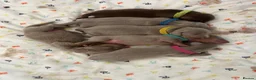 Miniature Dachshund dogs for sale: Dachshund puppies  - Advert 2