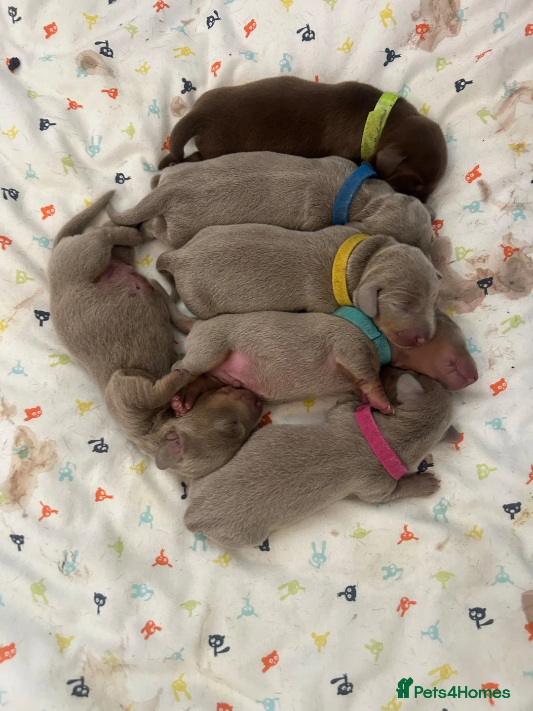 Miniature Dachshund dogs for sale: Dachshund puppies  - Advert 2
