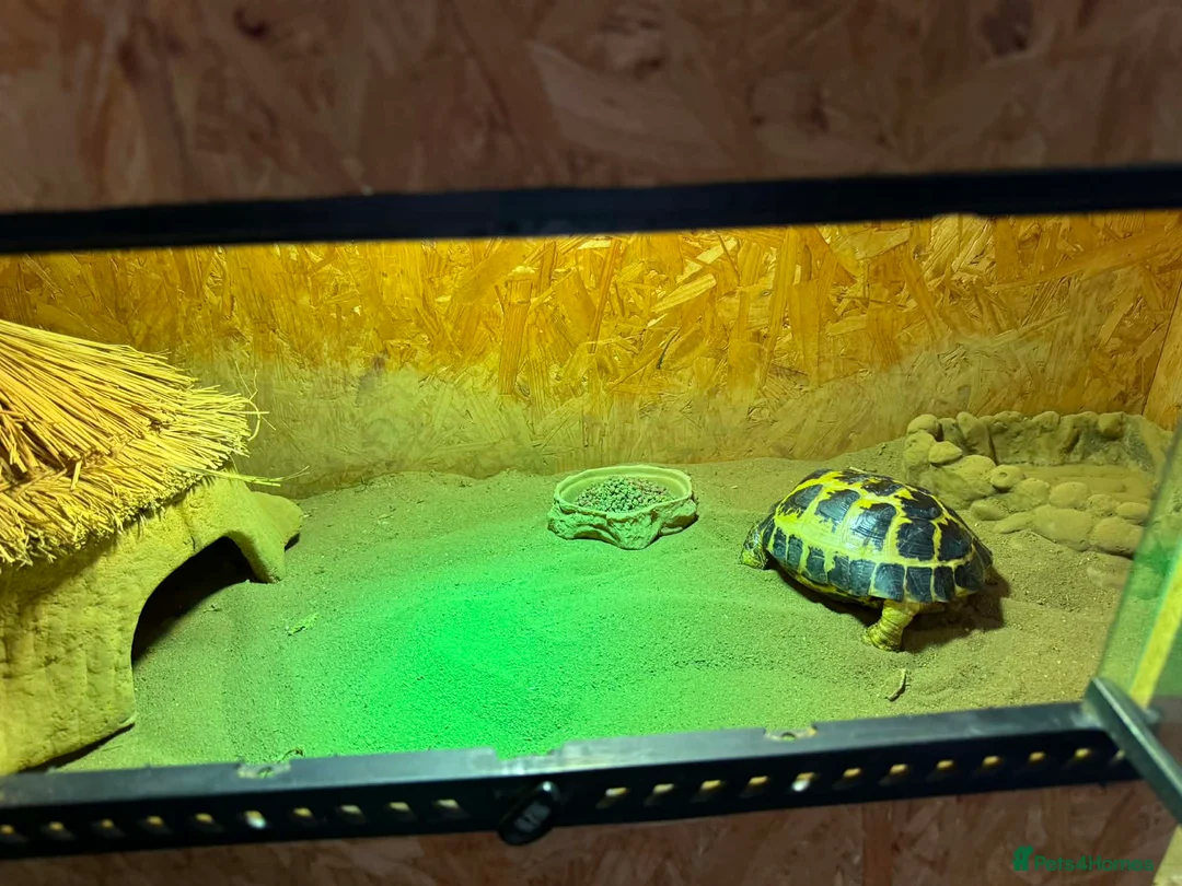Hermann Tortoise reptiles for sale: Male Tortoise Looking for a Loving Home - Advert 22