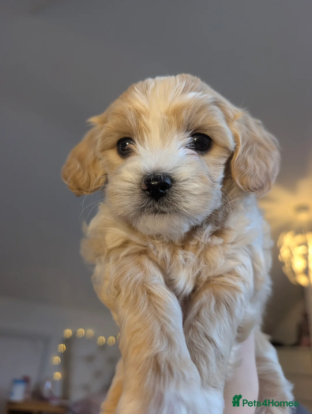 Maltipoo dogs for sale: Maltipoo puppies - Advert 13
