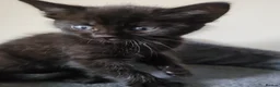 Mixed Breed cats for sale: ❤️❤️❤️ Four adorable kittens ❤️❤️❤️  - Advert 20