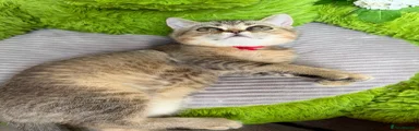 British Shorthair 1