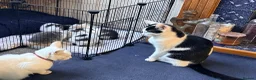 Mixed Breed cats for sale: Beautiful fluffy kittens  - Advert 8