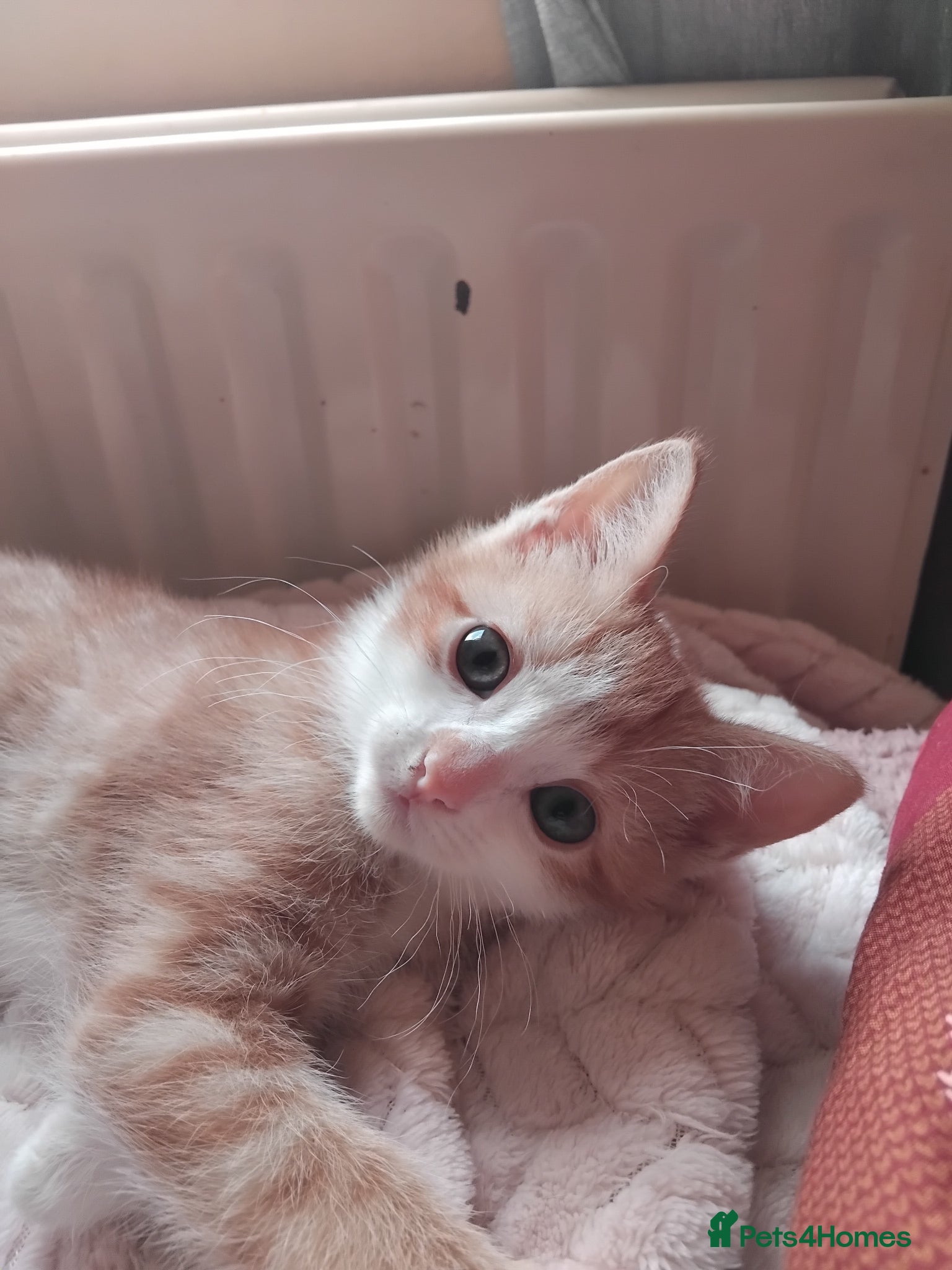 Mixed Breed cats for sale: 6 cute kittens  - Advert 11