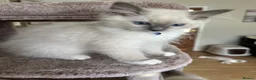 Ragdoll cats for sale: GCCF registered Ragdoll kittens 🐈  - Advert 8