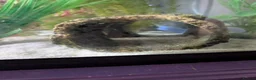 Other/Mixed Breed fish for sale: Beautiful Bellatrix the Axolotl  - Advert 10