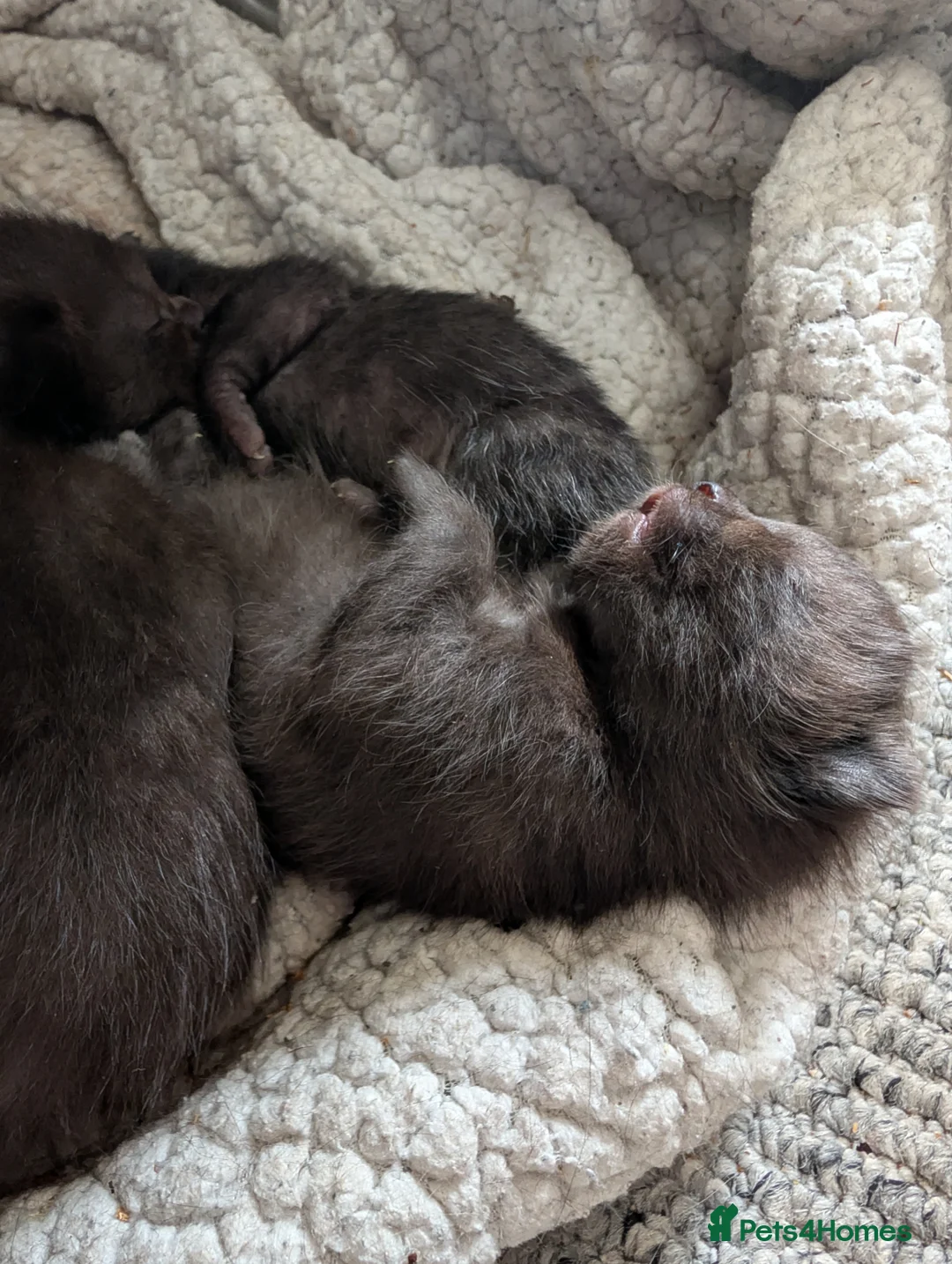 Mixed Breed cats for sale: Beautiful Chantilly-Tiffany x British Shorthair. - Advert 2