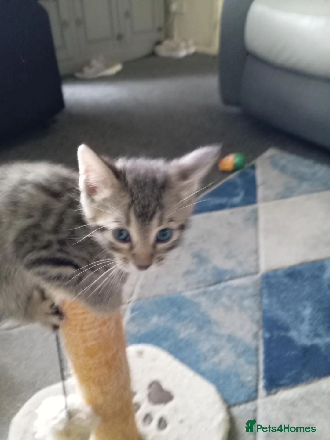 Bengal cats for sale: Male tabby kitten  - Advert 4