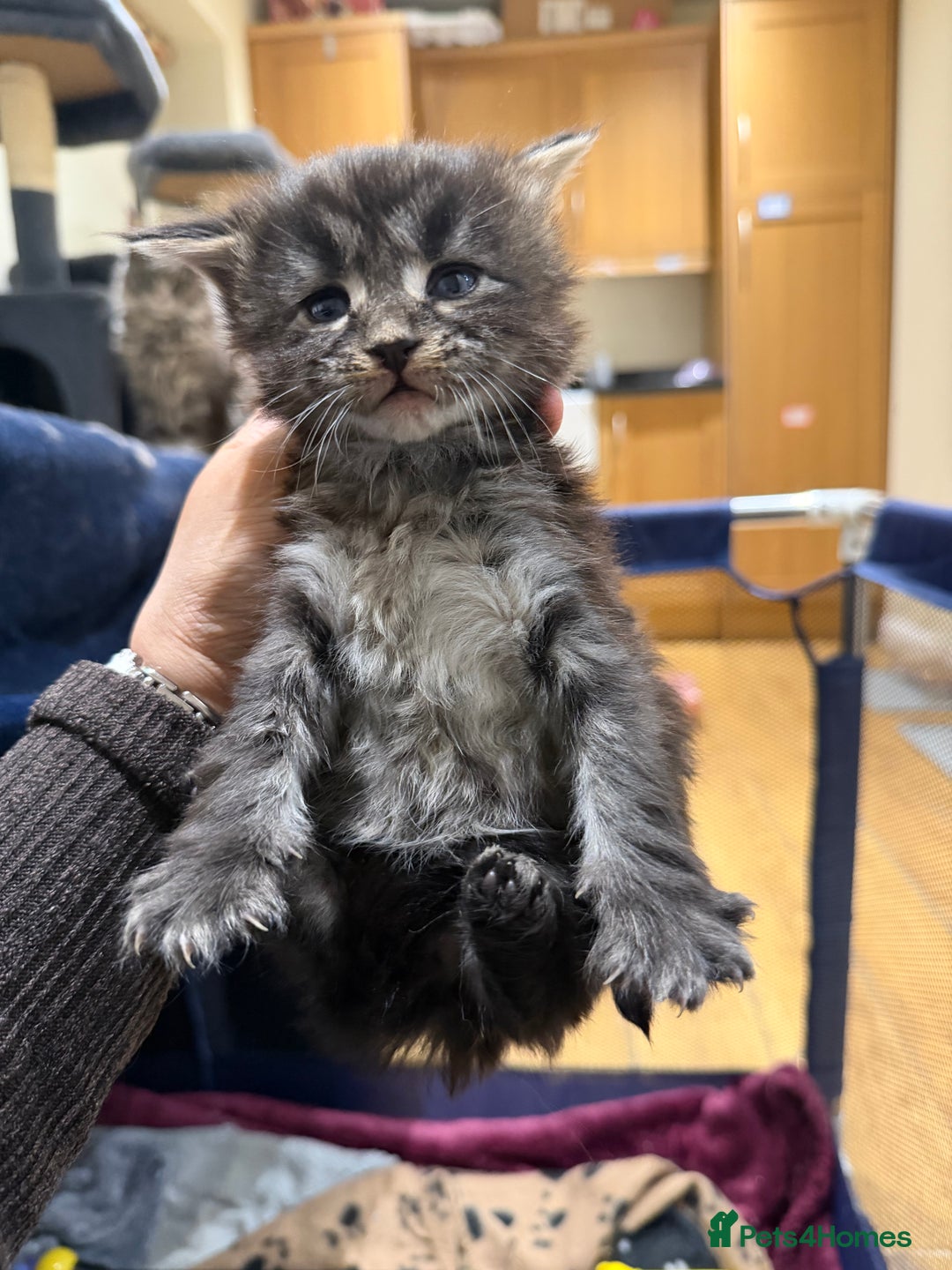 Maine Coon cats for sale: Majestic Purebred Maine Coon Kittens - TICA 🐾 - Advert 16