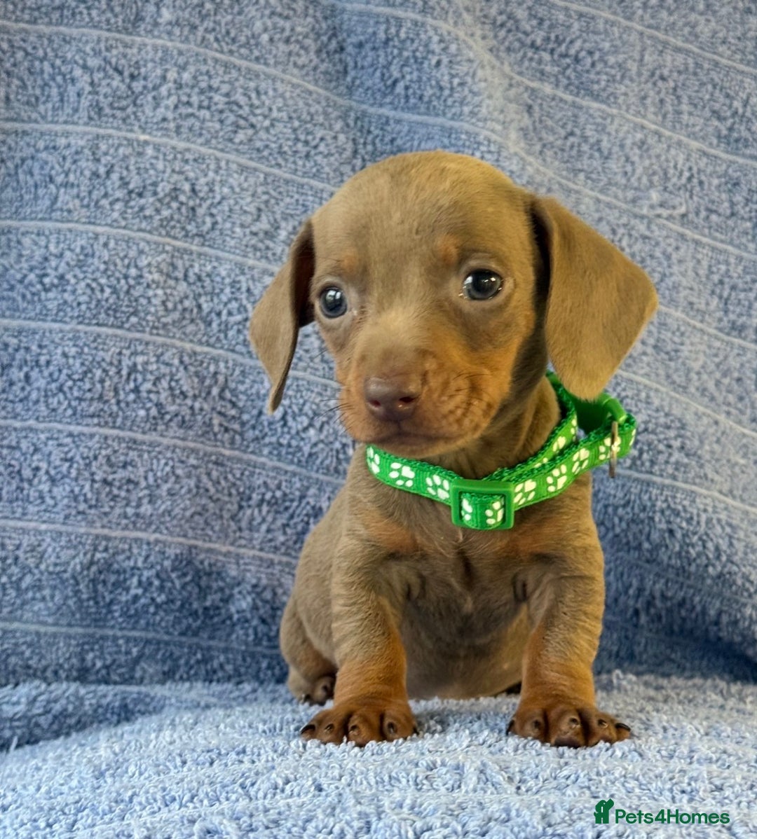 Miniature Dachshund dogs for sale: KC Reg Miniature Dachshund Puppies  - Advert 5