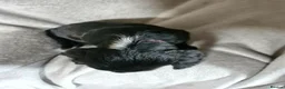 Cocker Spaniel dogs for sale: 3 beautiful cocker spaniel puppies  - Advert 8