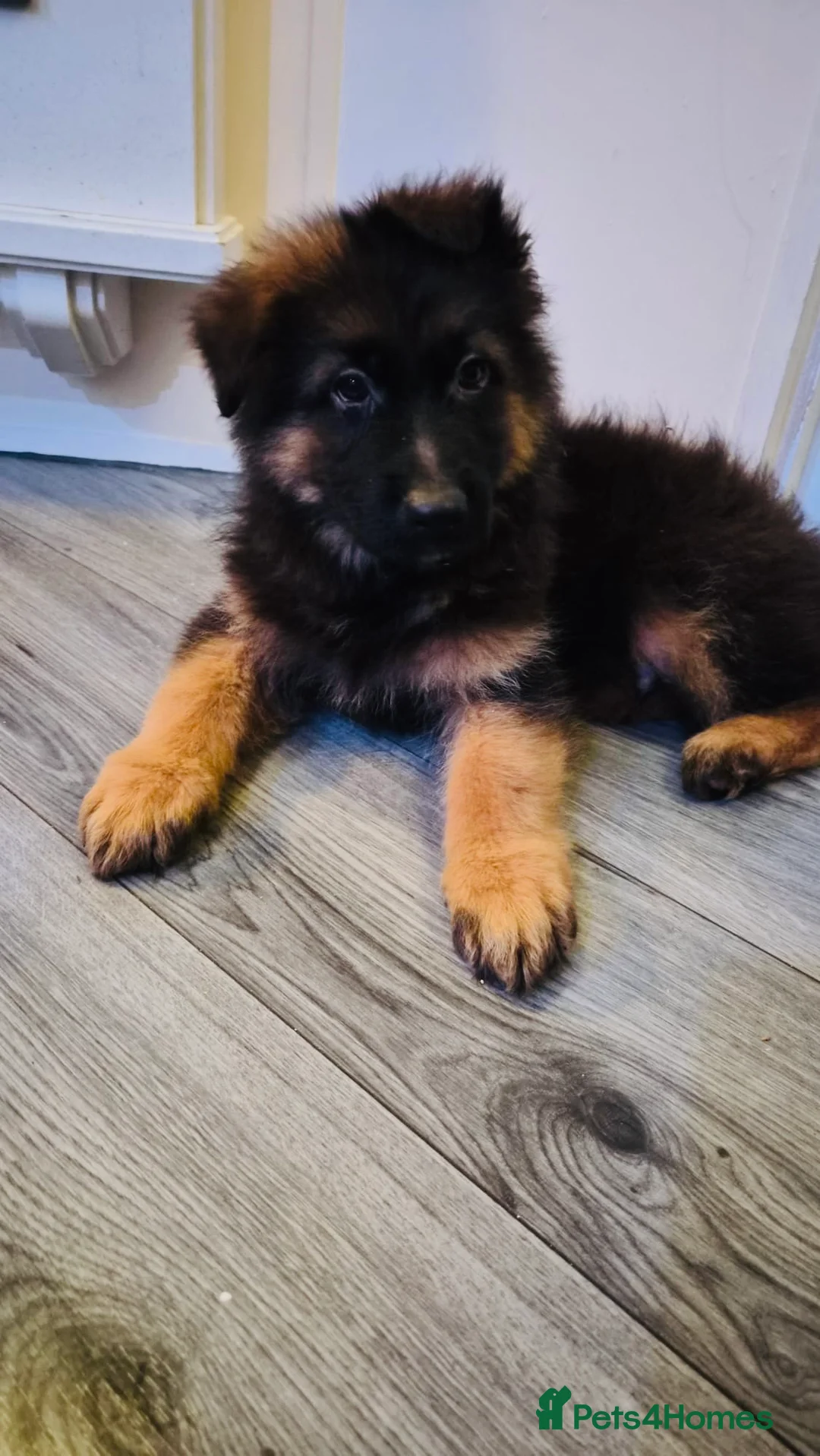 German Shepherd dogs for sale: Kc Registered Long Haired German Shepherd Puppies - Advert 14