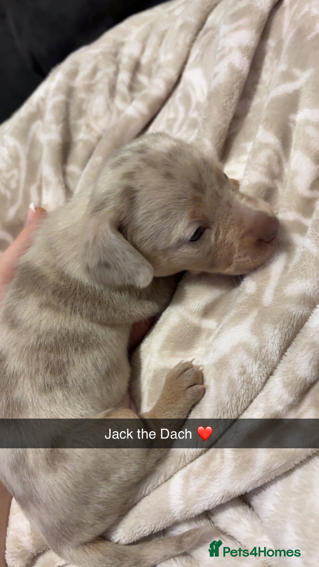 Miniature Dachshund dogs for sale: 3x miniature boy dachshunds  - Advert 2