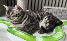 Bengal cats for sale: TICA Registered Silver Bengal Pair - Image 6