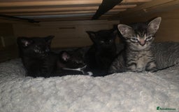 Domestic Shorthair cats for sale: Tabby kittens for sale - Image 1