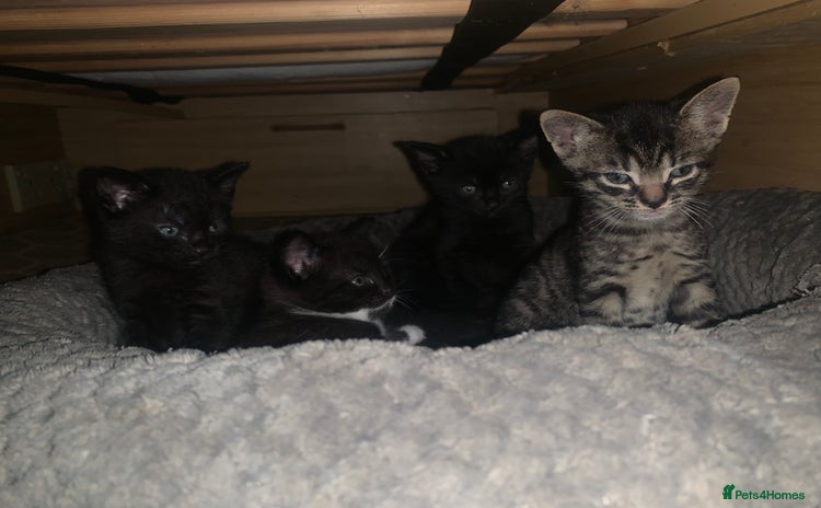 Domestic Shorthair cats - Advert 1