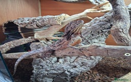 Dragon reptiles for sale: Frilled dragon and vivarium  - Image 7