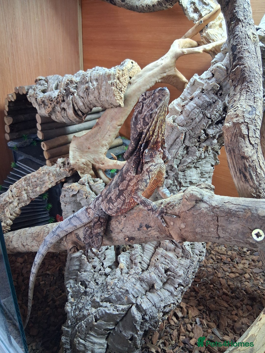 Dragon reptiles for sale: Frilled dragon and vivarium  - Image 7
