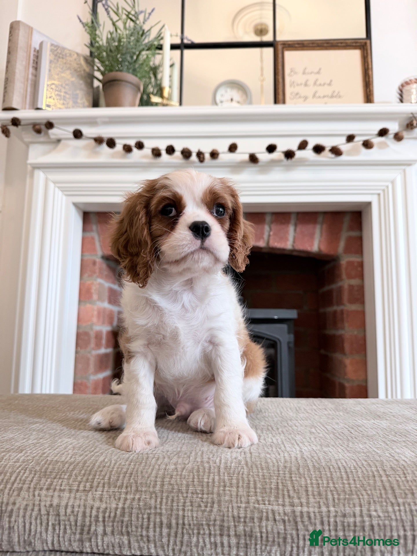 Cavalier King Charles Spaniel dogs Ready now, KC Cavalier King Charles Spaniel MALE.  - Advert 1