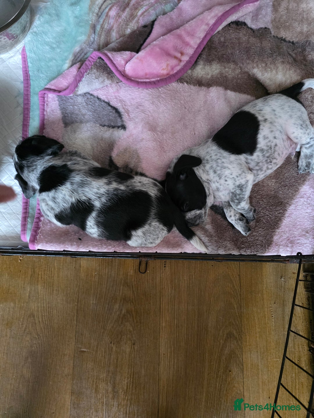 Mixed Breed dogs for sale:  French bulldog cross cockapoo  - Advert 4