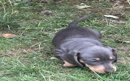 Dachshund dogs for sale: Mini dushounds - Image 5