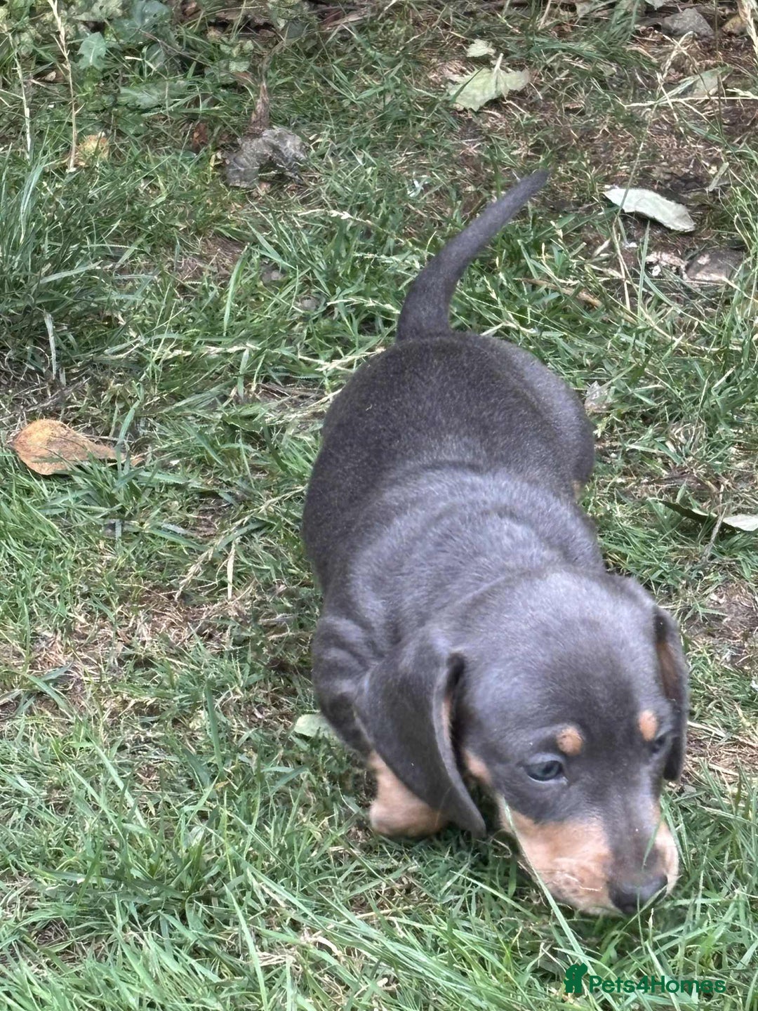 Dachshund dogs for sale: Mini dushounds - Image 5