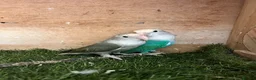 Lovebirds birds for sale: Lovebird pair  - Advert 2