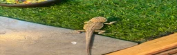 Bearded Dragon reptiles for sale: Bearded dragon babies - Advert 5