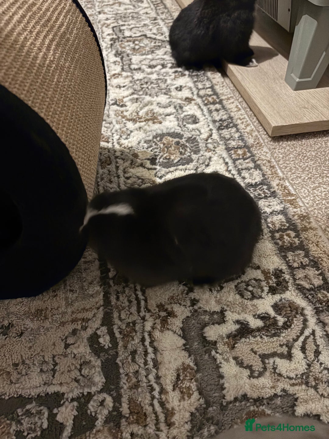 Mixed Breed rabbits for sale: 4X Mini Buns Netherland dwarf with French Lop - Advert 10