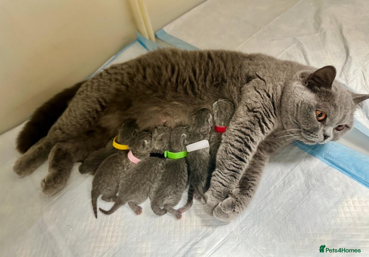 British Shorthair cats GCCF Active amazing cats  - Advert 2