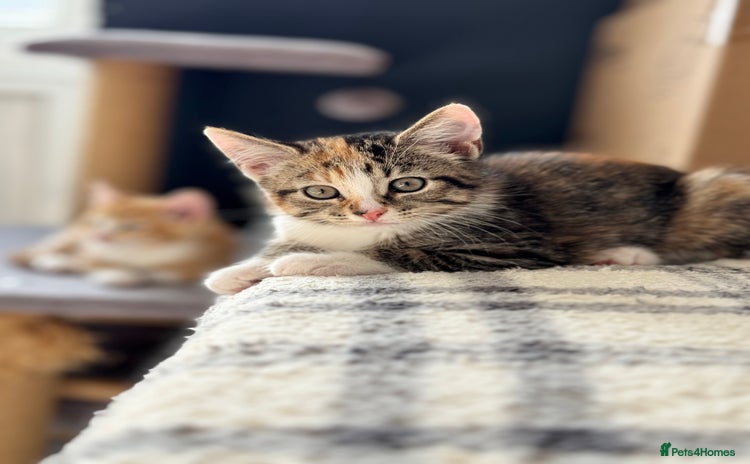 Mixed Breed cats - Advert 1
