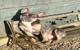 French Bulldog dogs for sale: Bella the Frenchie - for adoption ❤️ - Image 2