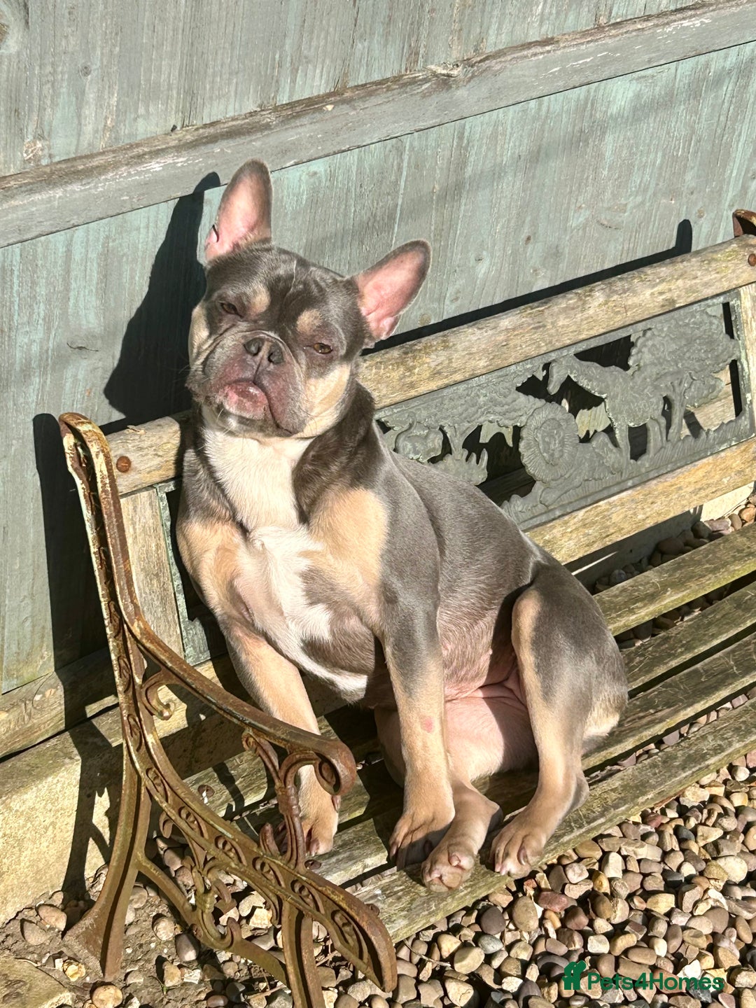 French Bulldog dogs for sale: Bella the Frenchie - for adoption ❤️ - Image 2