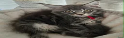 Maine Coon cats for sale: Gorgeous Maine Coon kittens - Advert 13