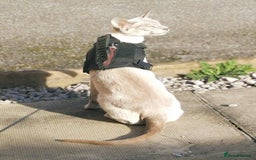 Bengal cats for sale: EXCEPTIONAL SNOW KITTENS WITH BRIGHT BLUE EYES - Image 6