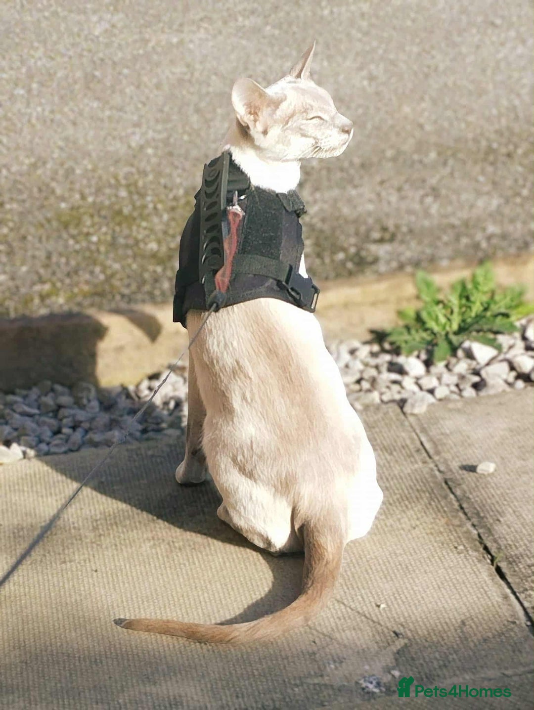 Bengal cats for sale: EXCEPTIONAL SNOW KITTENS WITH BRIGHT BLUE EYES - Image 6