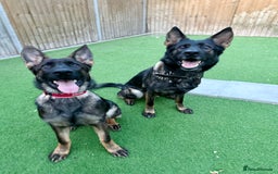 German Shepherd dogs for sale: ❤️ CAN YOU IMAGINE LIFE WITHOUT HER 🐾 😊❓  - Image 5