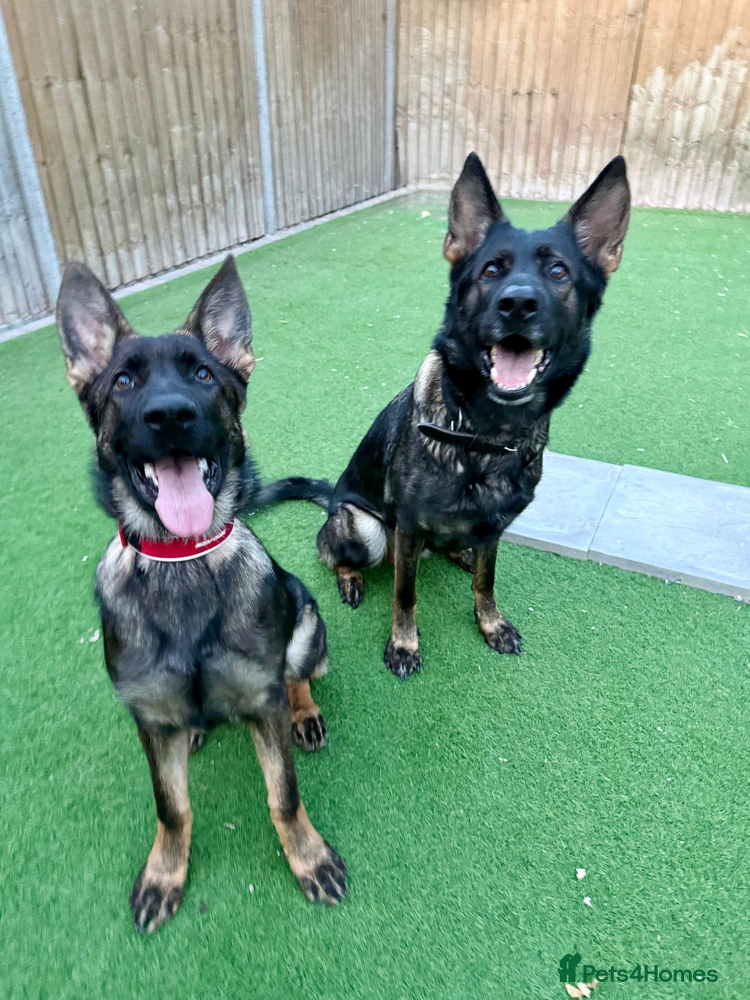 German Shepherd dogs for sale: ❤️ CAN YOU IMAGINE LIFE WITHOUT HER 🐾 😊❓  - Image 5