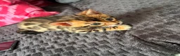 Bengal cats for sale: Kitten boys Bengal  - Advert 6