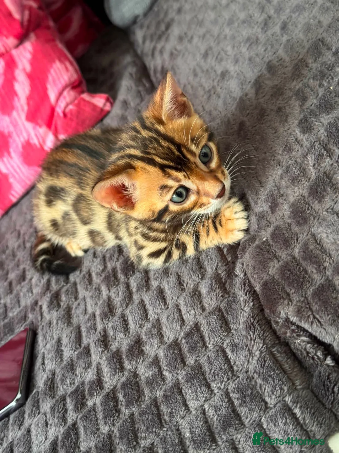 Bengal cats for sale: Kitten boys Bengal  - Advert 6