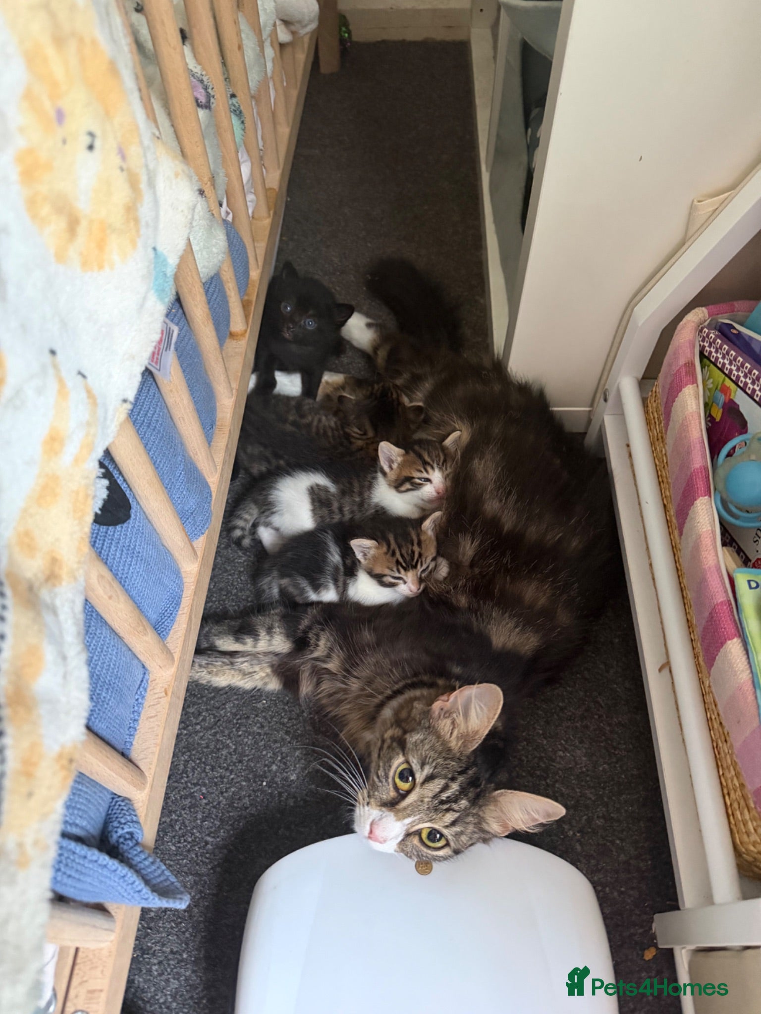 Siberian cats Gorgeous Siberian mixed kittens female male tabby - Advert 1