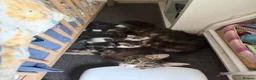 Siberian cats for sale: Gorgeous Siberian mixed kittens female male tabby - Advert 1