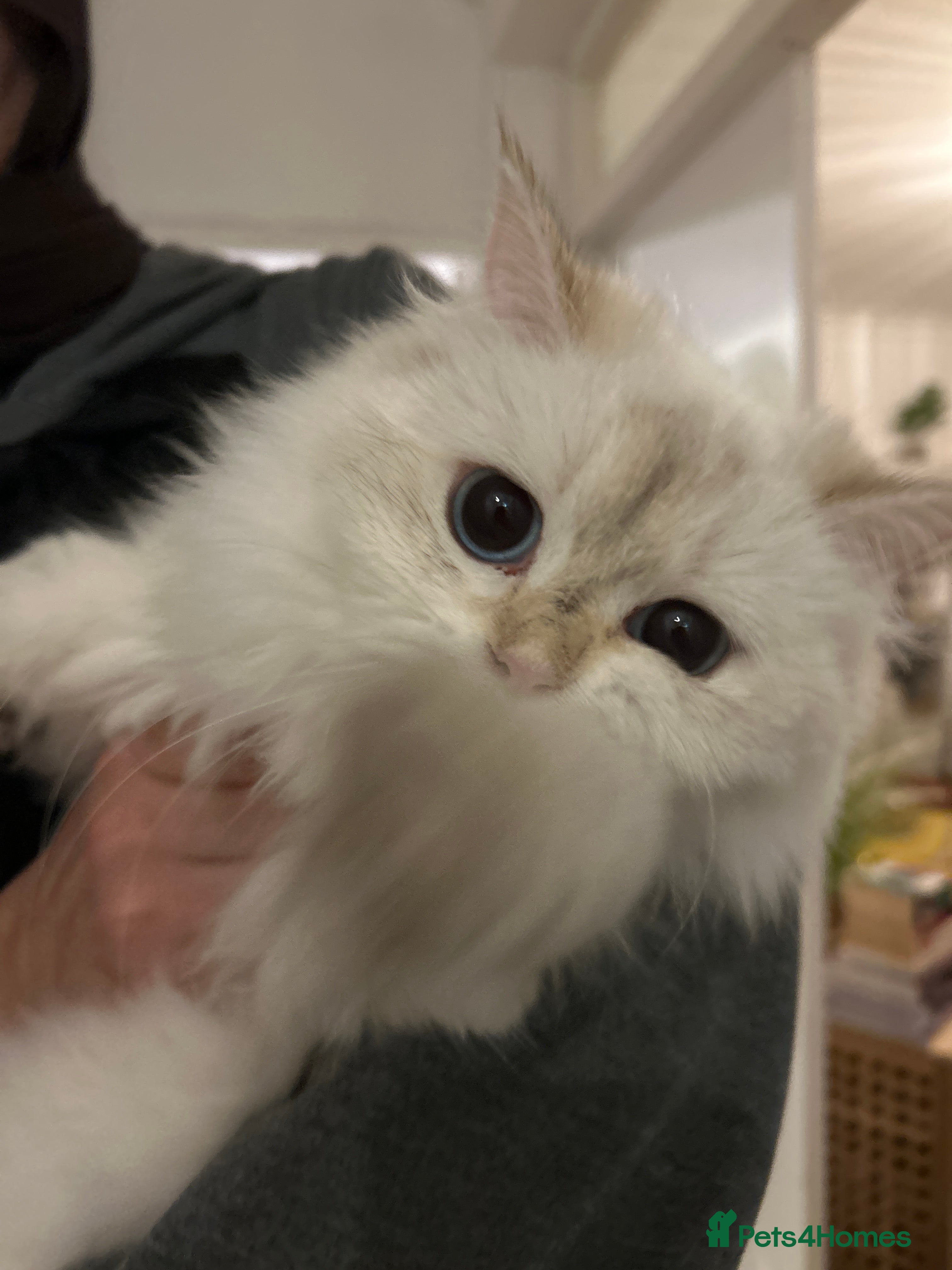 British Longhair cats 10 month cute British longhair kitten for sale  - Advert 3