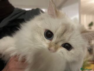 British Longhair cats 10 month cute British longhair kitten for sale - Advert 2